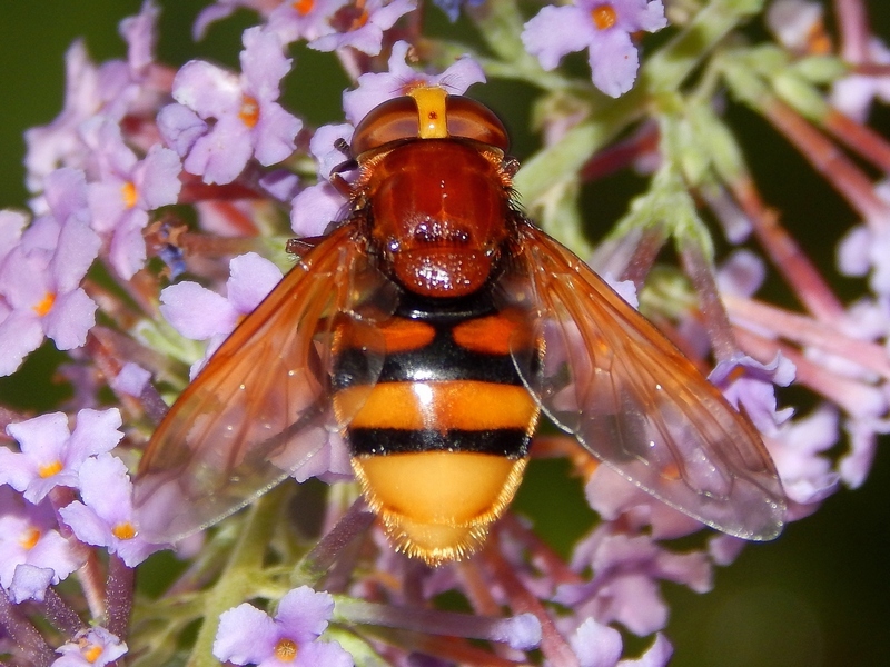 Serie di Syrphidae del Parco del Ticino